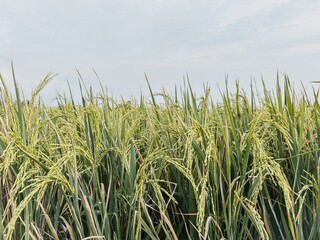 wheat growing in the field on a sunny day
