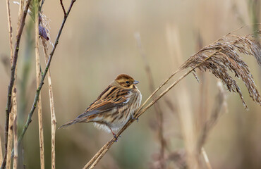 Reed Bunting