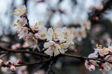 Beautiful spring apricot tree blossom. Close-up of white apricot blossom in spring after the rain.
