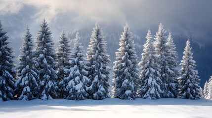 Fototapeta premium Breathtaking Snow-covered Fir Trees in Abondance Valley: Capturing Winter Wonderland Beauty