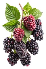 Fototapeta premium A Bunch of Ripe Blackberries and Red Blackberries on the Branch with Green Leaves