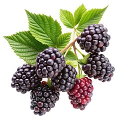 Fototapeta premium A Bunch of Ripe Blackberries with Lush Green Leaves on a White Background