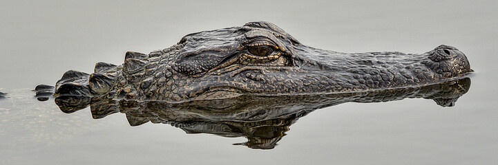American alligator found in it's natural environment in southeast Texas. McFadden NWR. 