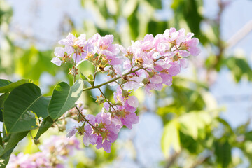 Queens Flower or Inthanin flower in Thailand, Lagerstroemia speciosa, cheerful blooming in park.