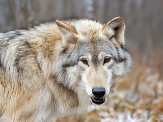 Obraz premium Wolf showing teeth in winter forest close-up portrait