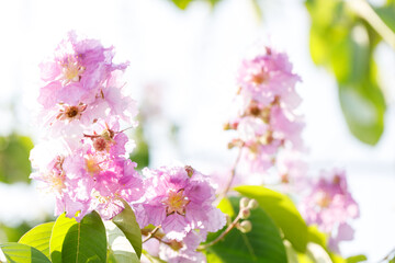 Queens Flower or Inthanin flower in Thailand, Lagerstroemia speciosa, cheerful blooming in park.