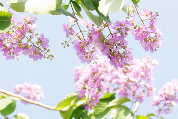 Queens Flower or Inthanin flower in Thailand, Lagerstroemia speciosa, cheerful blooming in park.