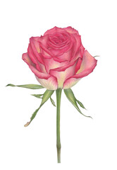 Fototapeta premium Hand-drawn pink rose botanical illustration isolated on white