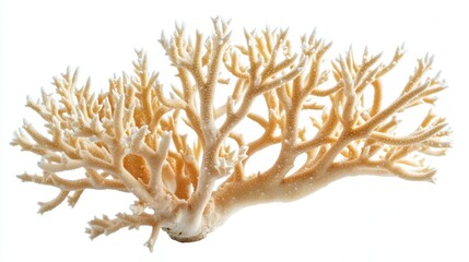 Close-up of a delicate, branching coral structure on a white background.
