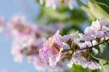 Queens Flower or Inthanin flower in Thailand, Lagerstroemia speciosa, cheerful blooming in park.
