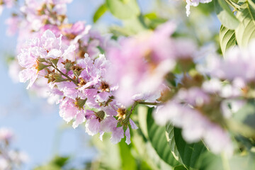 Queens Flower or Inthanin flower in Thailand, Lagerstroemia speciosa, cheerful blooming in park.