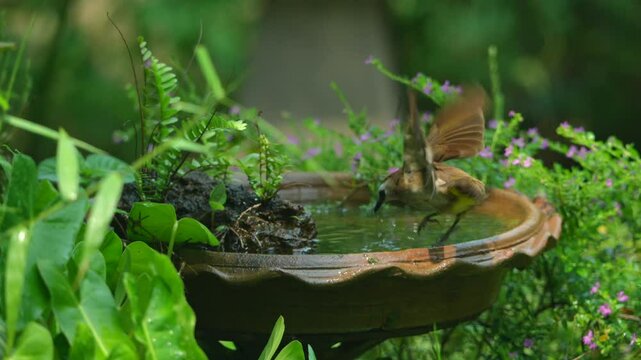 funny Birds playing a water splash in nature summer, wildlife animal scene in motion of freedom moment on water basin sink, slow-motion shot