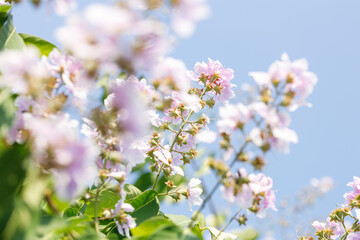 Queens Flower or Inthanin flower in Thailand, Lagerstroemia speciosa, cheerful blooming in park.