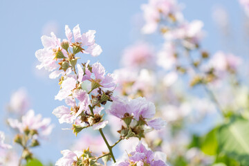 Queens Flower or Inthanin flower in Thailand, Lagerstroemia speciosa, cheerful blooming in park.
