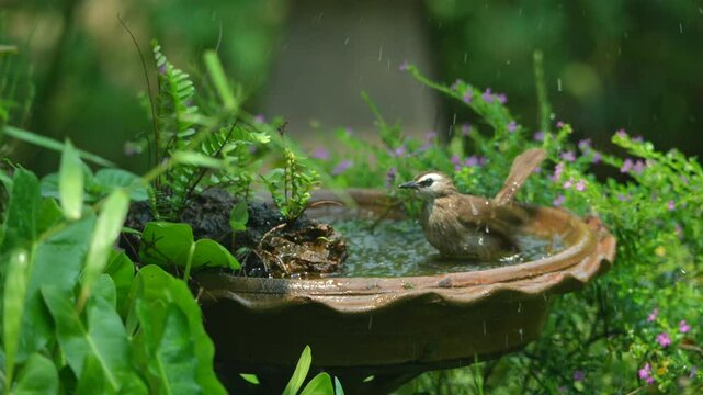 funny Birds playing a water splash in nature summer, wildlife animal scene in motion of freedom moment on water basin sink, slow-motion shot