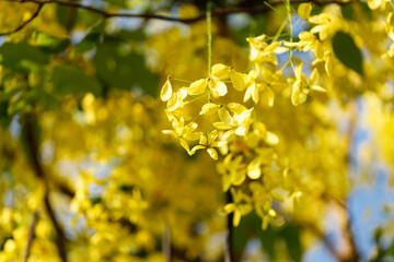 Golden shower tree cheerful blooming in natural park. Cassia fistula.