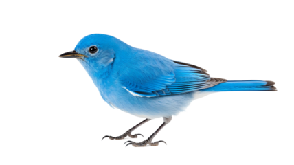North Carolina bluebird isolated on white or transparent background png.


