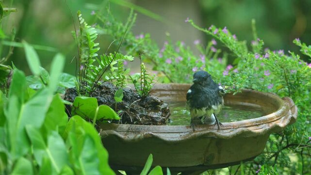 funny Birds playing a water splash in nature summer, wildlife animal scene in motion of freedom moment on water basin sink, slow-motion shot