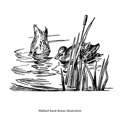 Mallard illustration. Mallard hand drawn illustration in vintage style