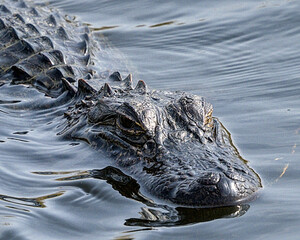 American alligator found in it's natural environment in southeast Texas. McFadden NWR. 