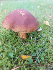 mushroom