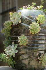 Sacculents popping out from a plastic bottle.