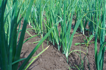 Obraz premium Green onions grow in rows in the garden bed, growing spices, vegetable season. High quality photo