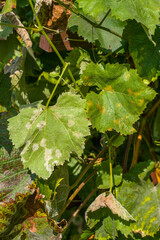 Plasmopara viticola simptoms