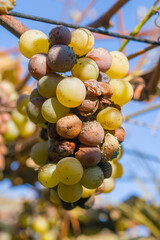 Botrytis Bunch Rot