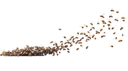 Swarming Bees Departing Hive to Establish New Colon on transparent background