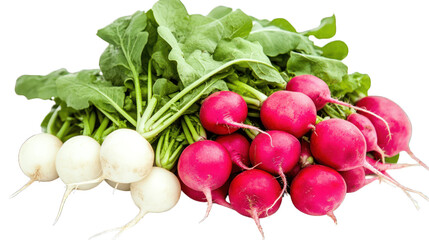 A bunch of radishes in various shades of pink and red on a transparent background