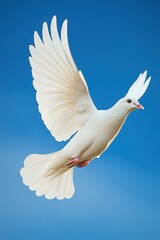 Fototapeta premium Graceful white doves in flight with wings wide open, captured in poetic compositions – ideal for peace-themed designs, book covers, or symbolic spiritual projects.