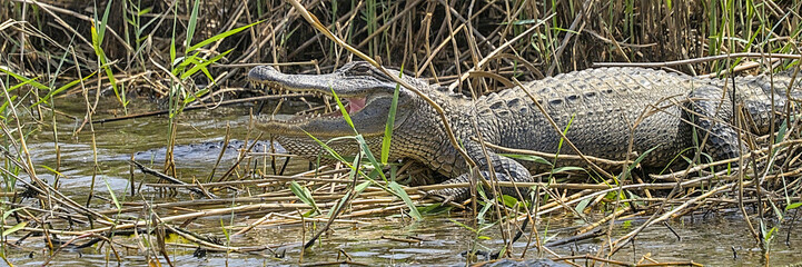 American alligator found in it's natural environment in southeast Texas. McFadden NWR. 