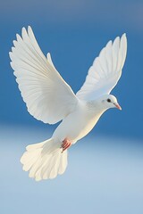 Obraz premium Graceful white doves in flight with wings wide open, captured in poetic compositions – ideal for peace-themed designs, book covers, or symbolic spiritual projects.
