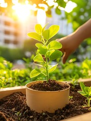 Planting seedling in garden box