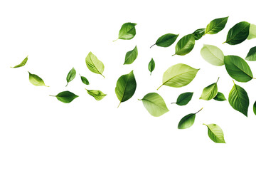 Green tree leaves flying on white background