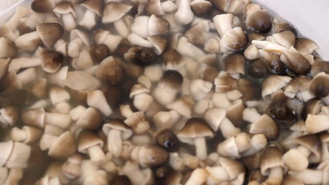 A close-up of fresh chiodini mushrooms soaking in water at an Italian market, a key ingredient in Italian cuisine, perfect for risottos and traditional dishes.