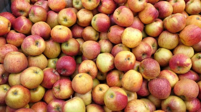 A vibrant display of red and yellow apples at an Italian market, freshly picked and full of natural sweetness, perfect for desserts or a healthy snack.
