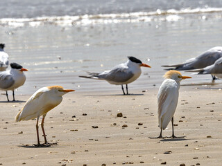 Royal terns and egrets sharing space on McFaddin Beach, in the McFaddin National Wildlife Refuge, in southeast Texas. 