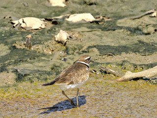 Killdeer are graceful plovers common to lawns, golf courses, athletic fields, and parking lots.