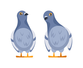 Two cute pigeons standing and looking in different directions