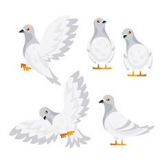 White doves flapping wings and standing still in different positions