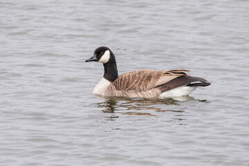 canada goose, branta canadensis, swimming in the lake on a spring day in Iowa. 