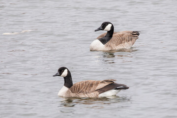 Fototapeta premium A pair of Canada geese, branta canadensis, swim in the lake on a day in early spring in Iowa. 