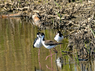 Black-necked Stilts are among the most stately of the shorebirds, with long rose-pink legs, a long...