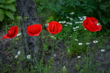 Obraz premium Beautiful poppies and daisies blooming in the garden