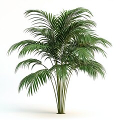 Obraz premium Tropical Green Palm Plant with Pointed Leaves and Slender Stems on a White Background for Home Decor