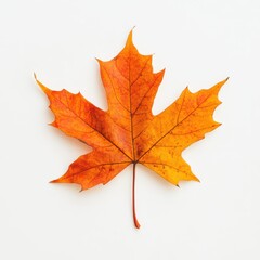 Vibrant Maple Leaf Displaying Autumnal Hues and Intricate Veins Against a Plain White Backdrop