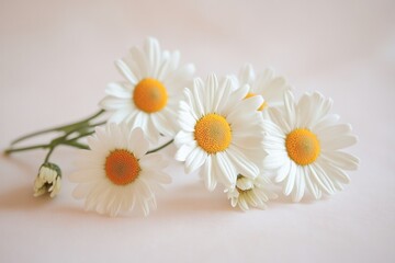 Fototapeta premium A minimalist styled photo of white chamomile daisies arranged symmetrically on a pale pink surface, with ample empty space surrounding the flowers, creating a serene and inviting mood