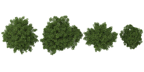 Obraz premium Collection of Elm trees on transparent background from the top view
